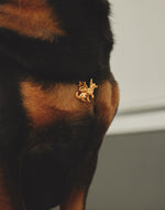Collar Chihuahua