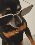 Collar Chihuahua