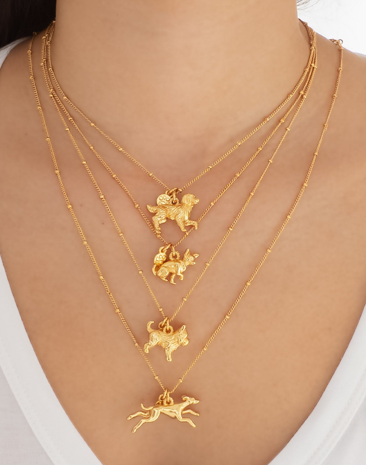 Collar Yorkie