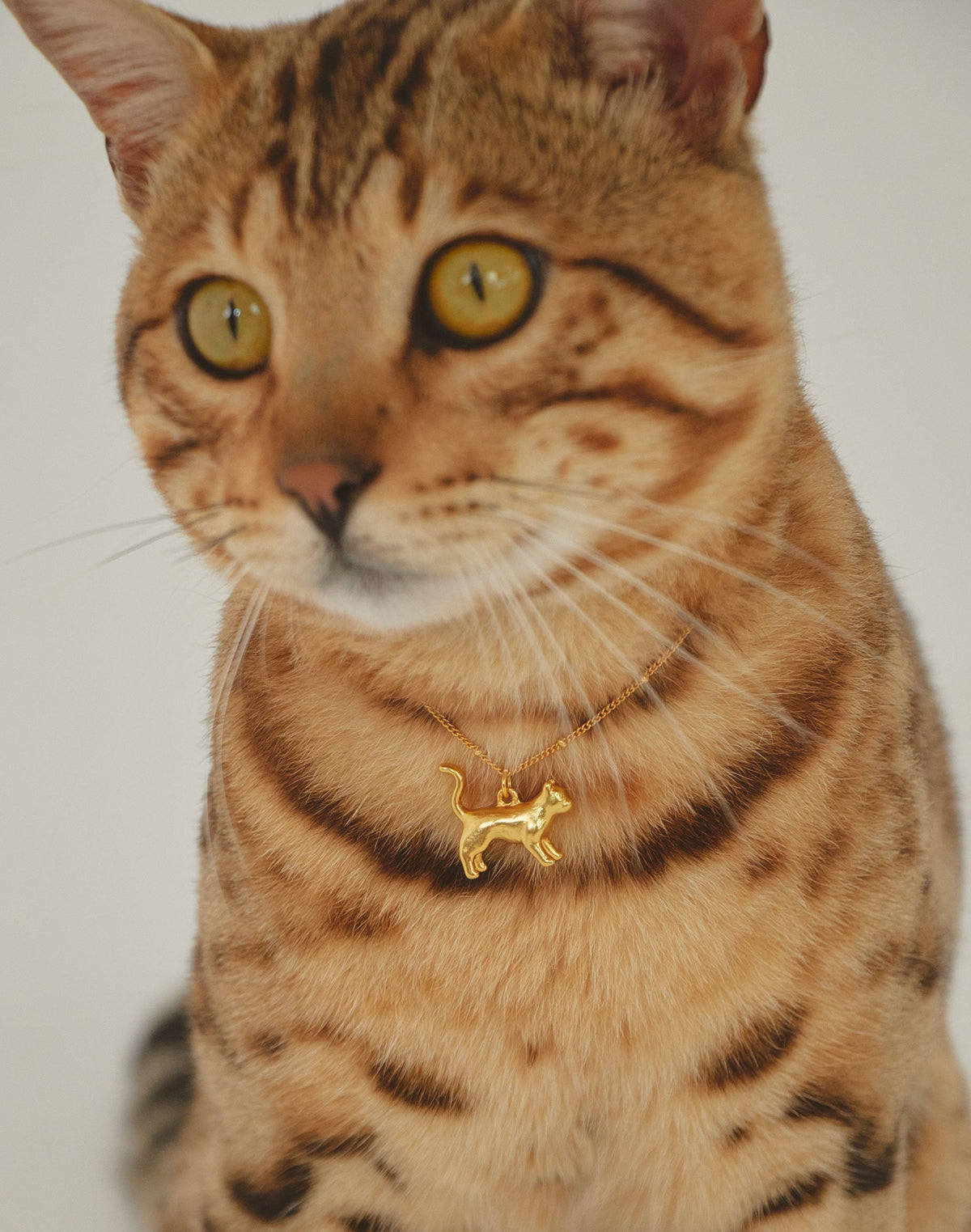 Collar Gato Tiffany