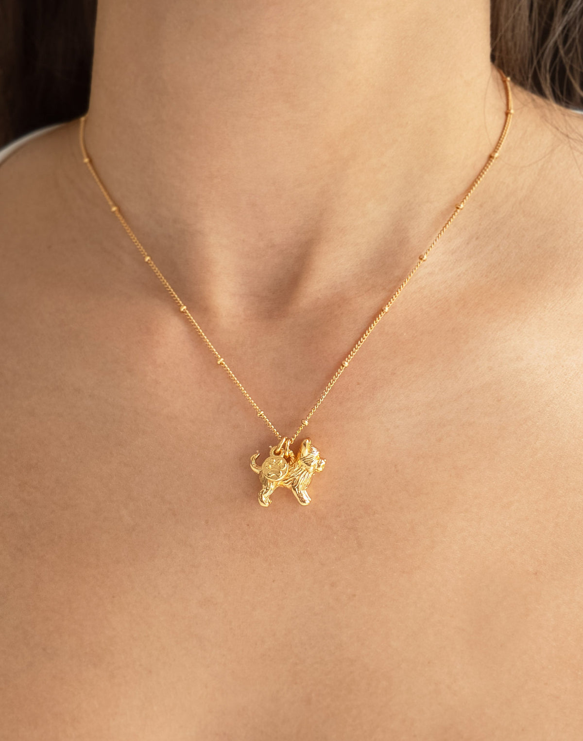 Collar Yorkie